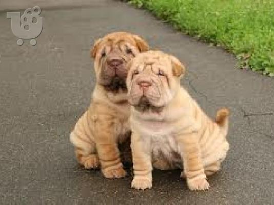 PoulaTo: Shar Pei Diathésima arseniká kai thilyká.